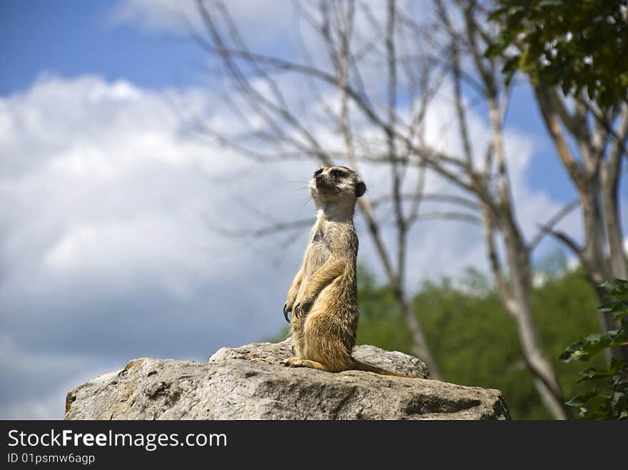 The meerkat stands on a stone and observes the territory