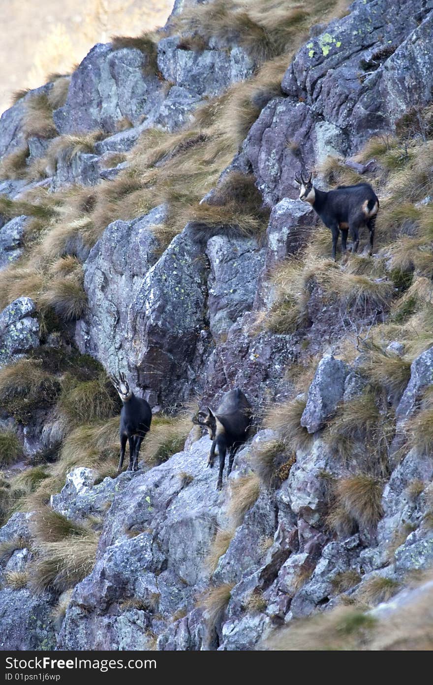 Group of chamois on the rocks