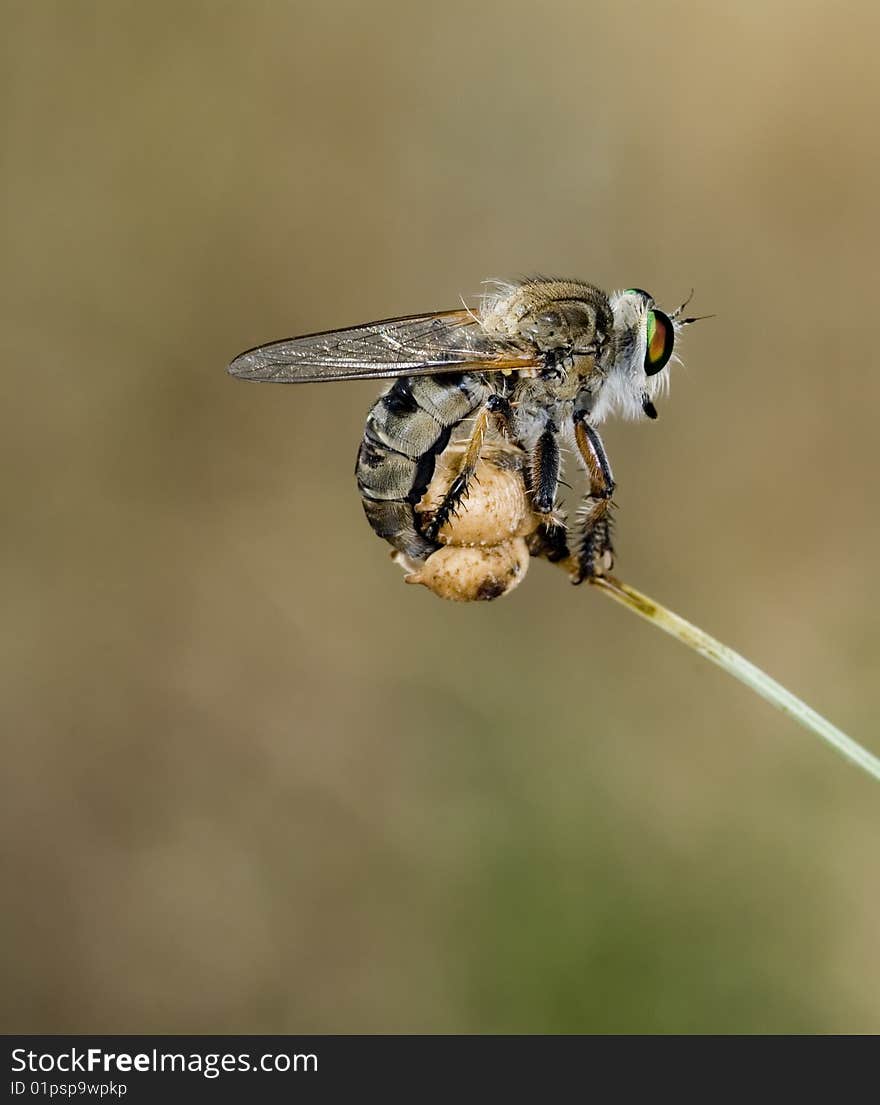 Asilidae laying eggs inside dead flower - macro