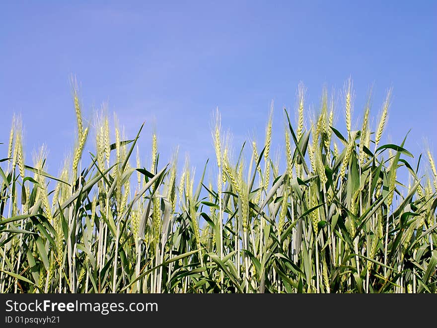 Green wheat stalks, growing in a field in Washington State, set against a blue sky. Green wheat stalks, growing in a field in Washington State, set against a blue sky.