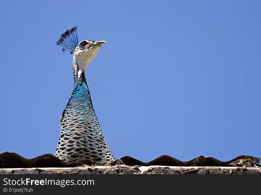 Peacock on the roof