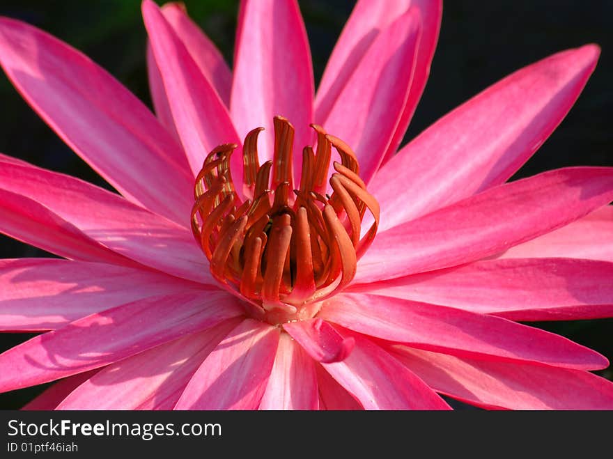 Closeup of Beautiful Water Lily