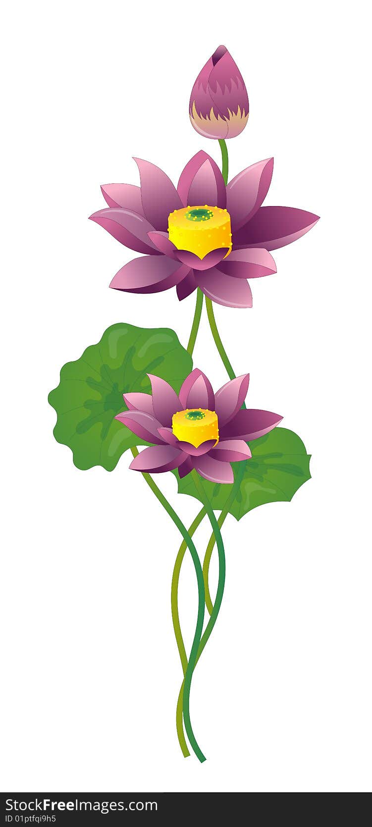 Purple Lotus on white background