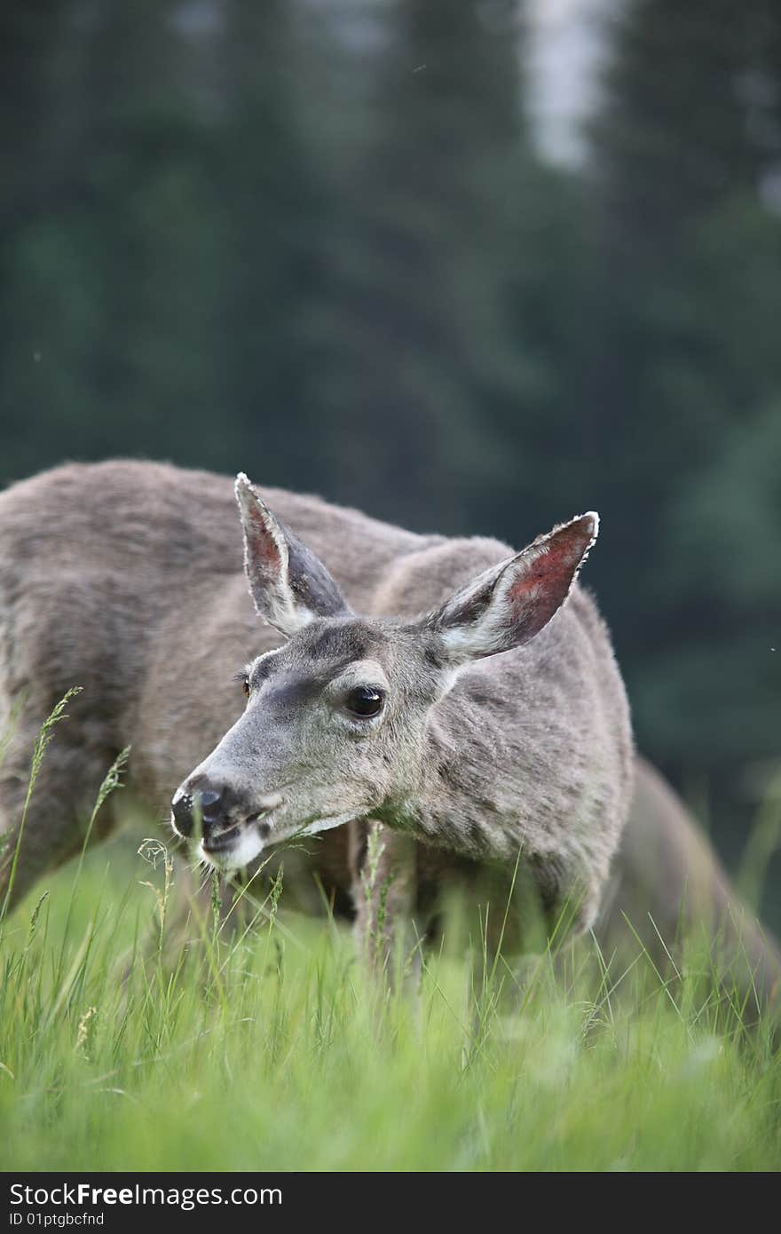 Deer is surrounded by it's natural habitat