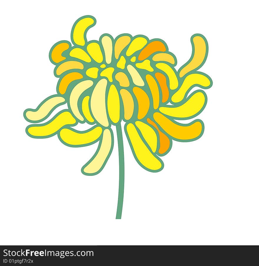 Yellow chrysanthemum isolate on the white background. Yellow chrysanthemum isolate on the white background