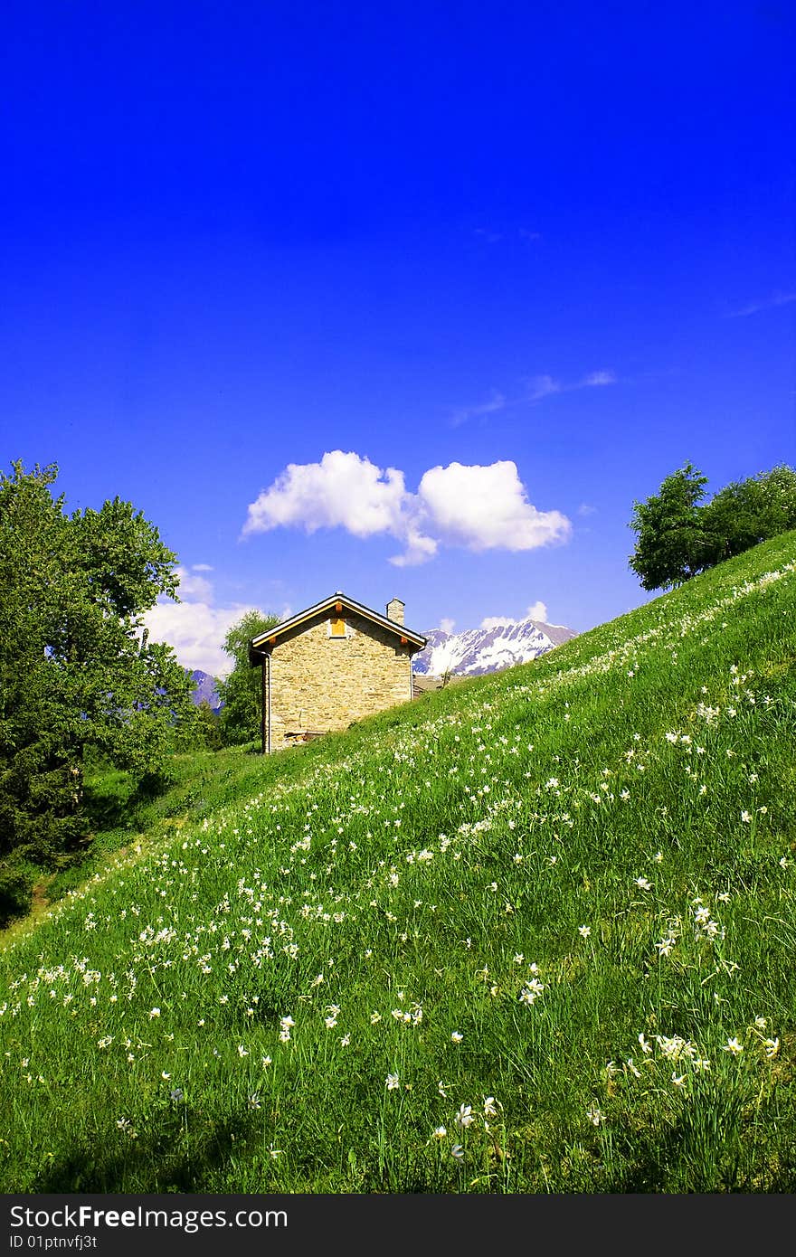 Meadow with flowers