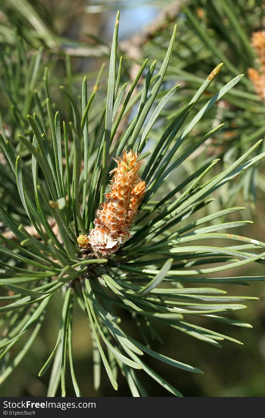 Fir branch