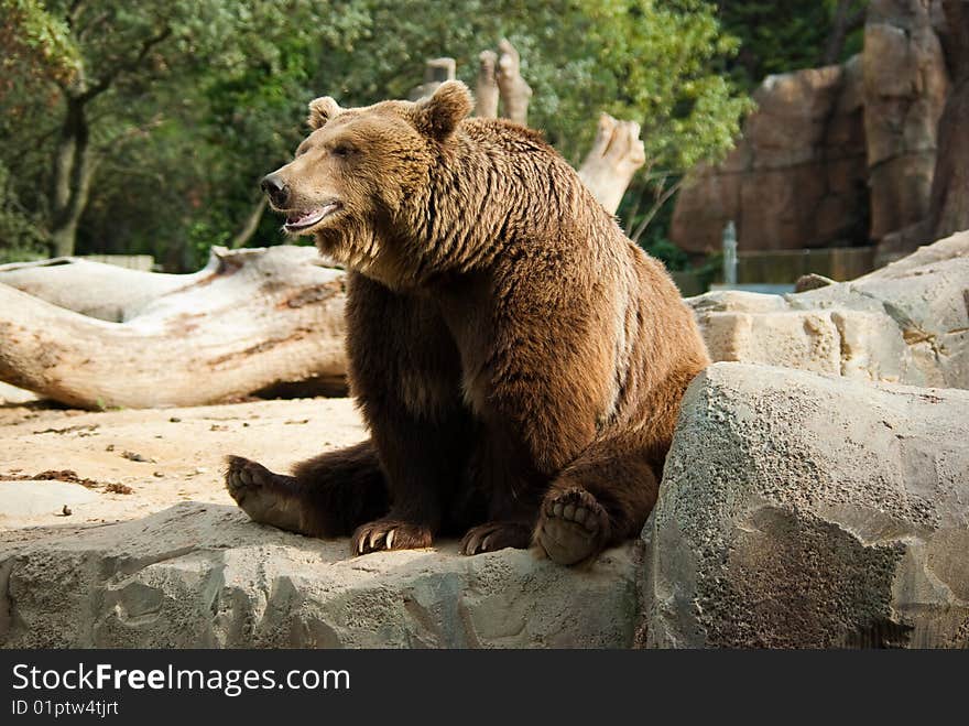 Funny brown bear