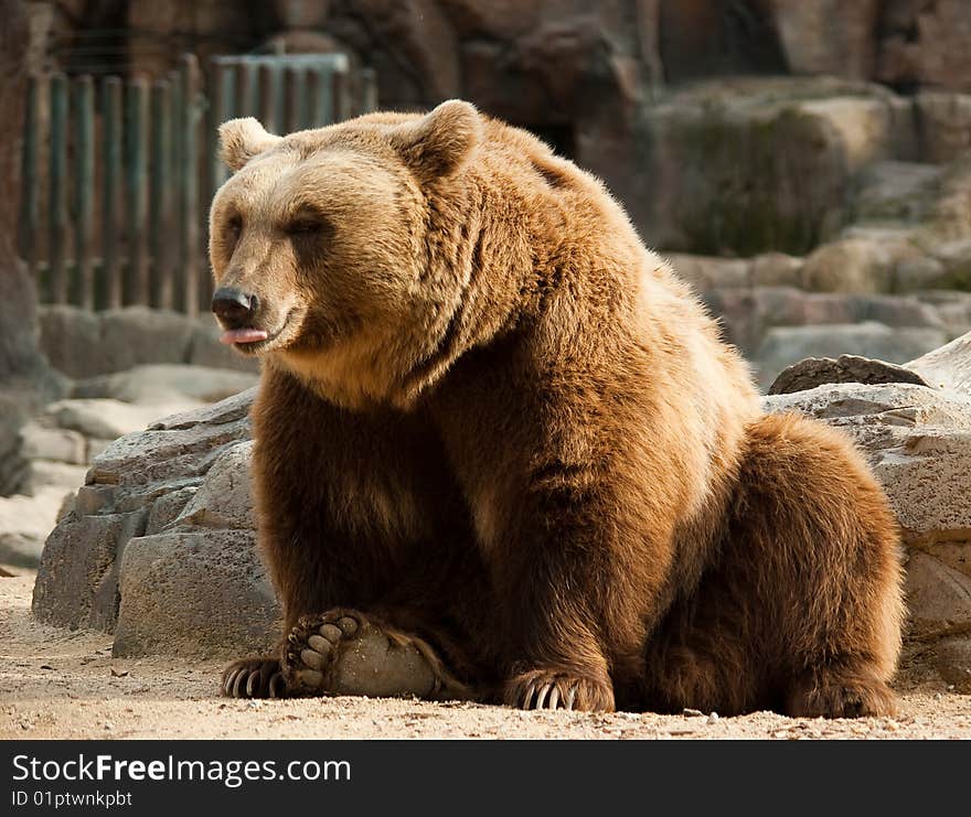 Brown Bear