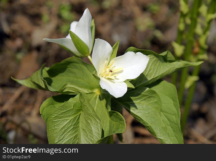 Trillium kamchatkan (Trillium camschatcense)