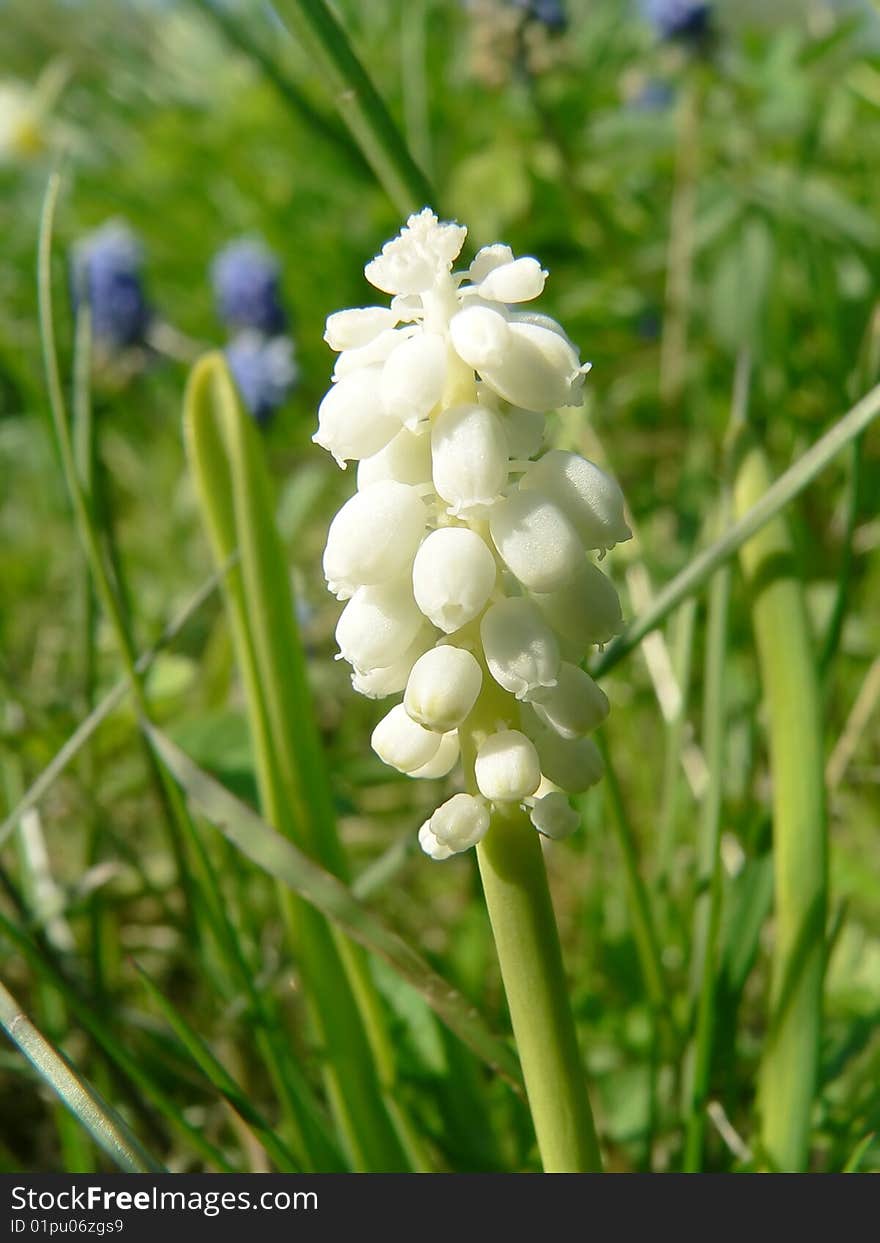 White flower