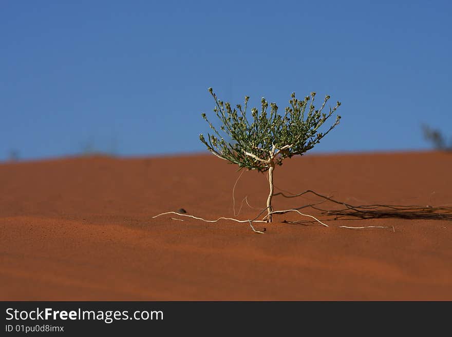 Small tree in the middle of desert. Small tree in the middle of desert