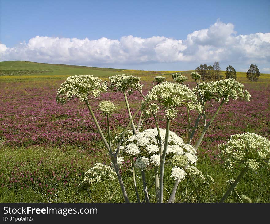 A view from a flower field in the middle of sicilian countryside. A view from a flower field in the middle of sicilian countryside