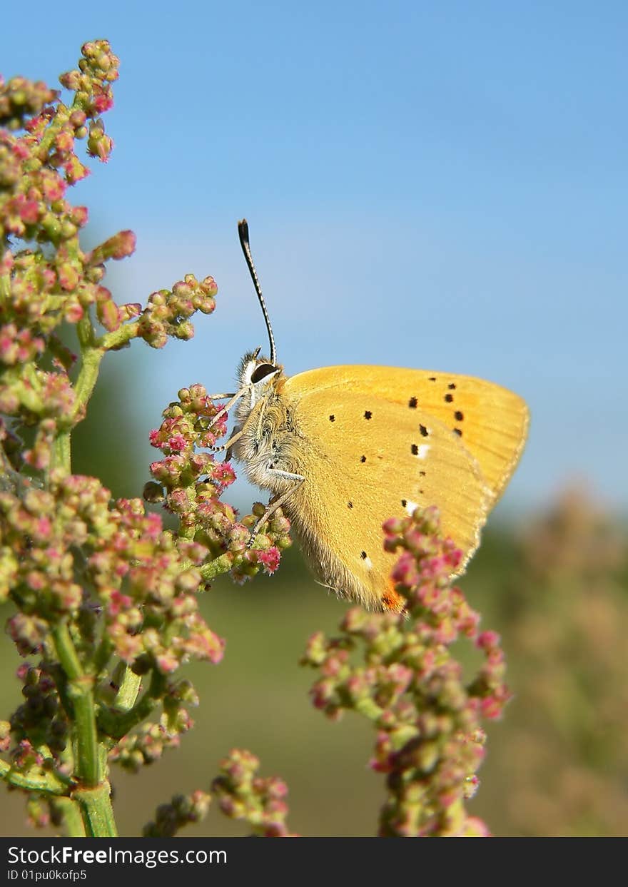 The butterfly on a plant.