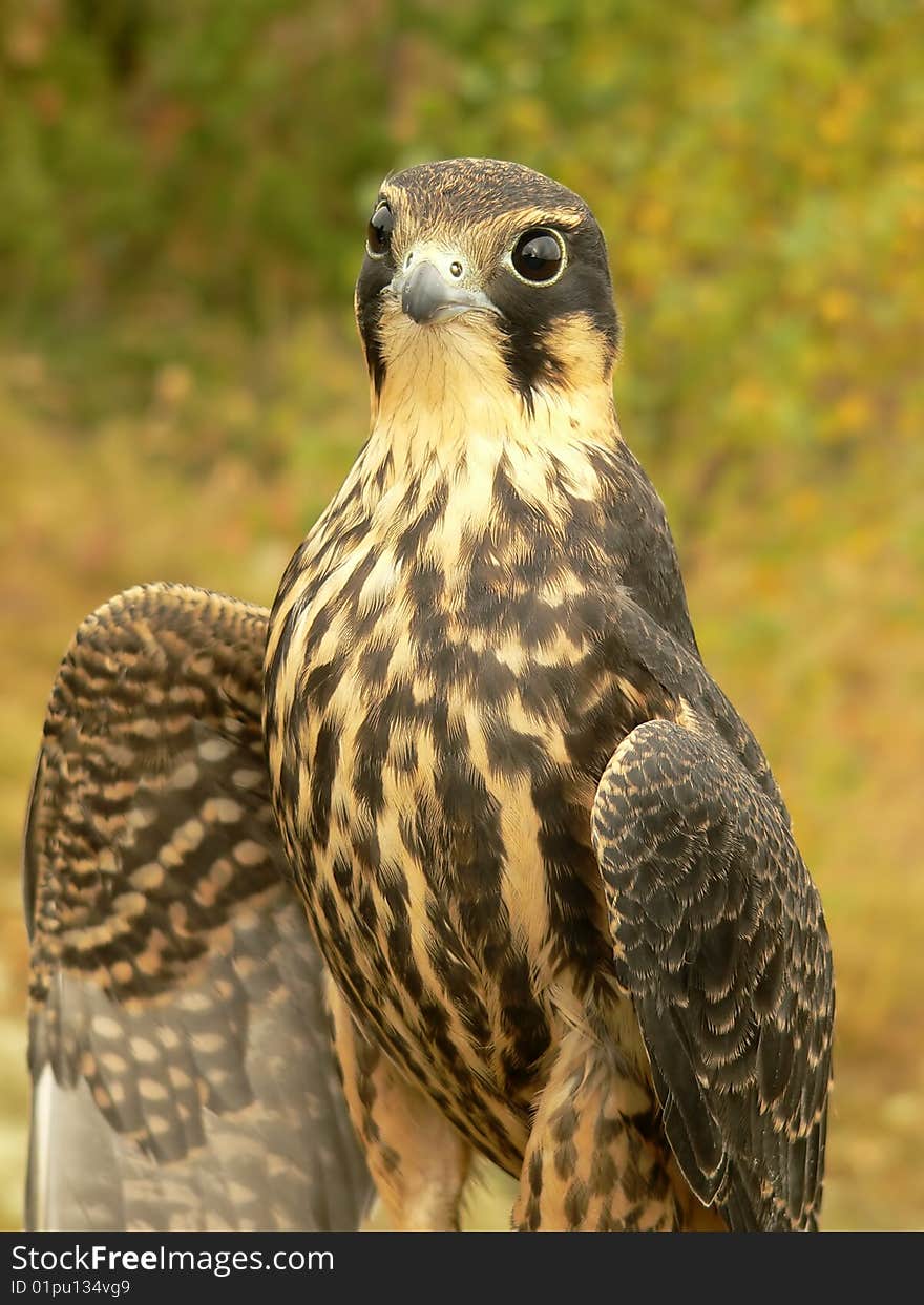 The young hobby falcon close-up.