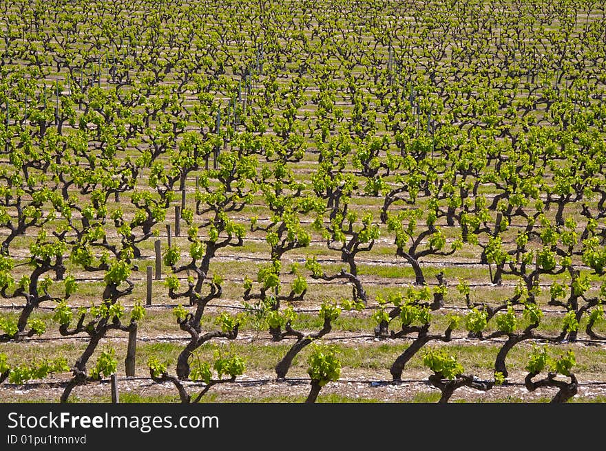 Rows of vines