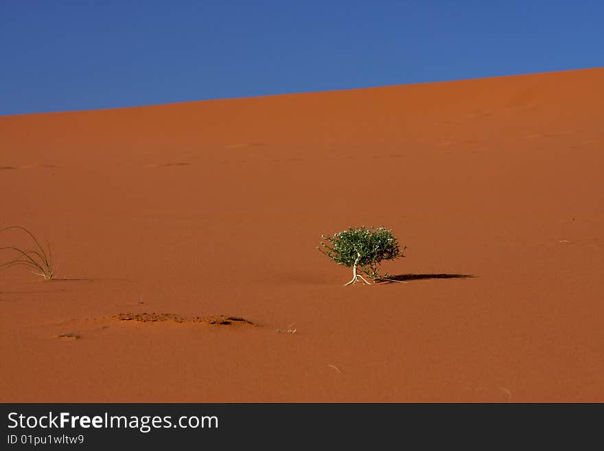 Small tree in the middle of desert. Small tree in the middle of desert