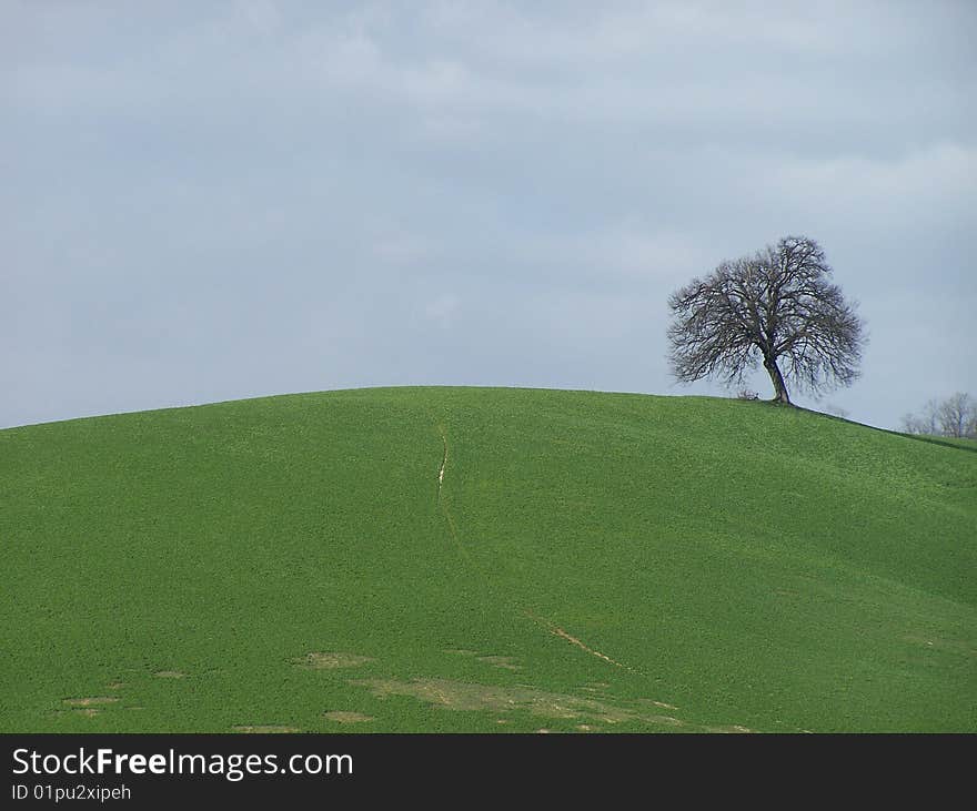 Tree Over A Hill