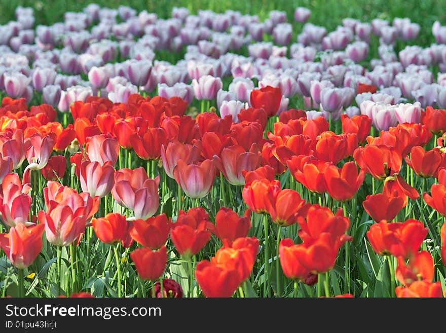 Blooming tulips