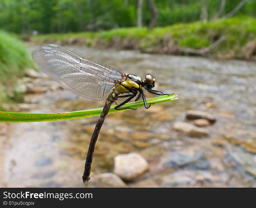 A close-up of a dragonfly on grass-blade above water. A close-up of a dragonfly on grass-blade above water.