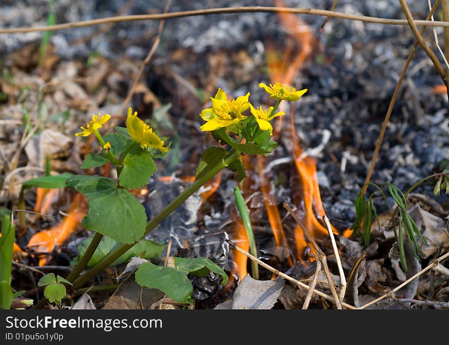 A close-up of the flowers on way of a forest fire. A close-up of the flowers on way of a forest fire.