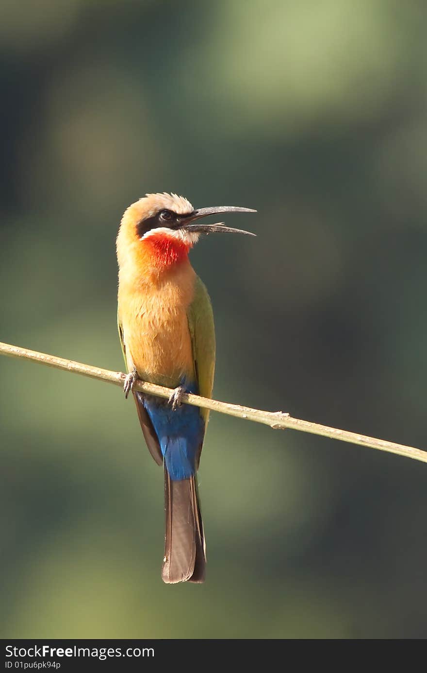 White-fronted bee-eater