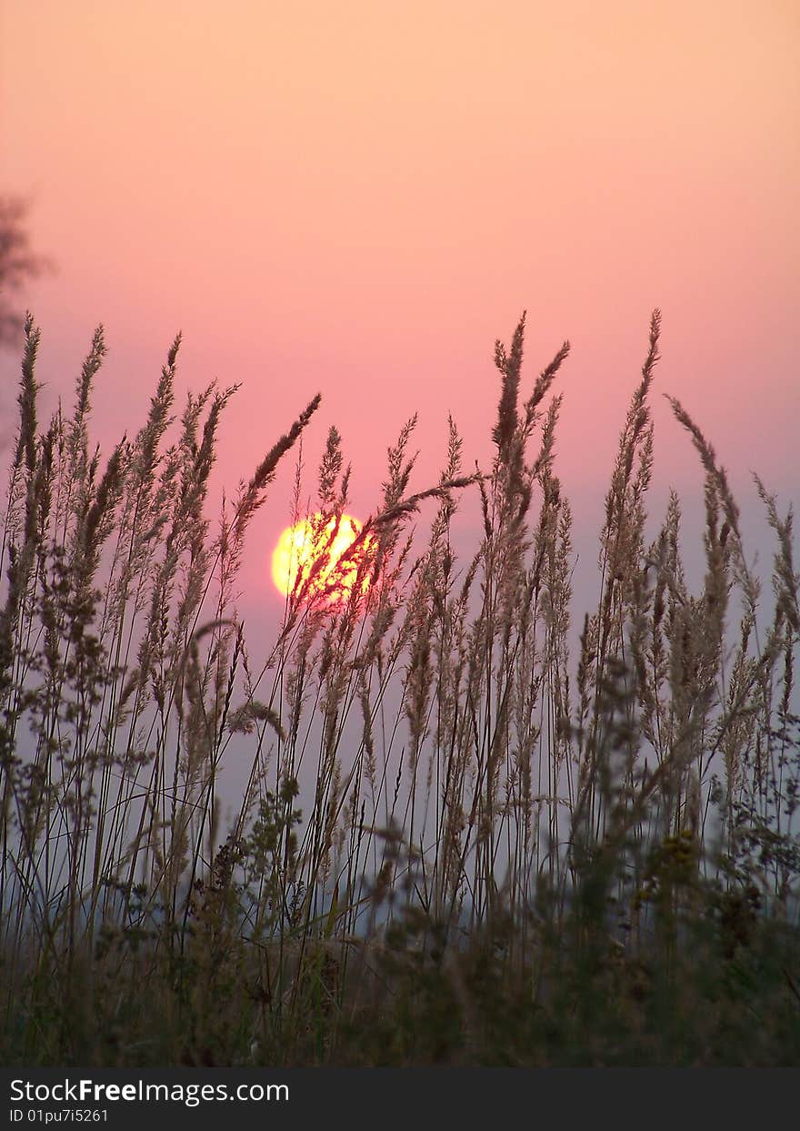 Golden beautiful sundown on cereals