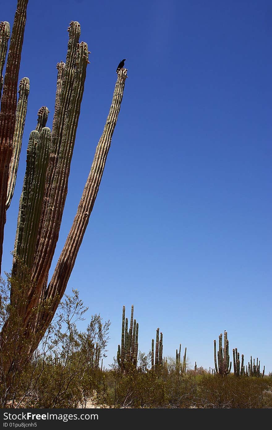 Desert detain in Baja California, Mexico