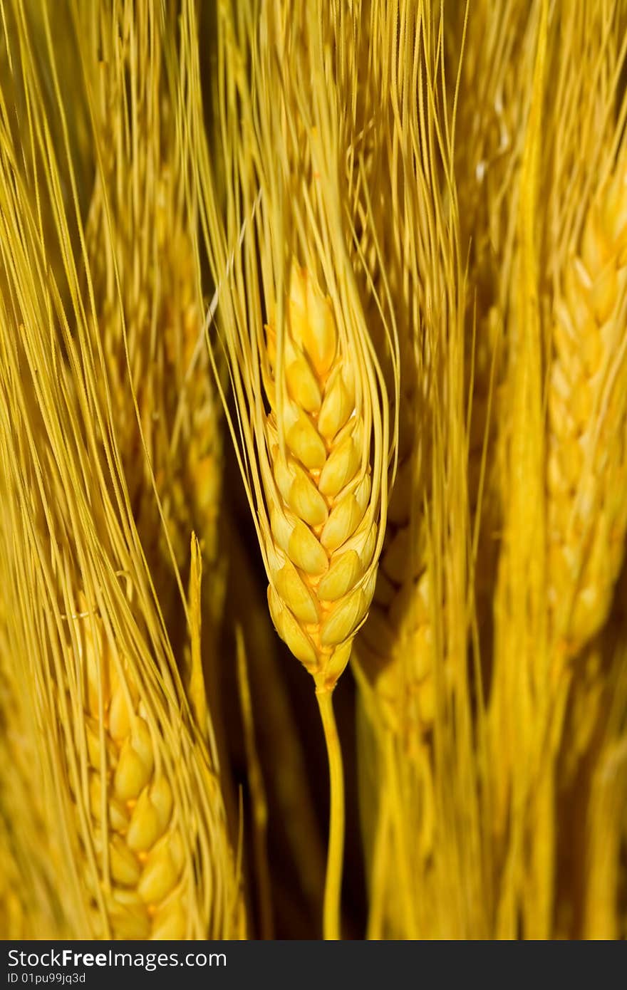 Wheat ears