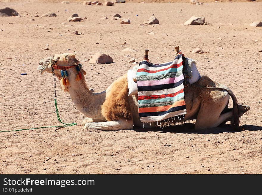 Camel