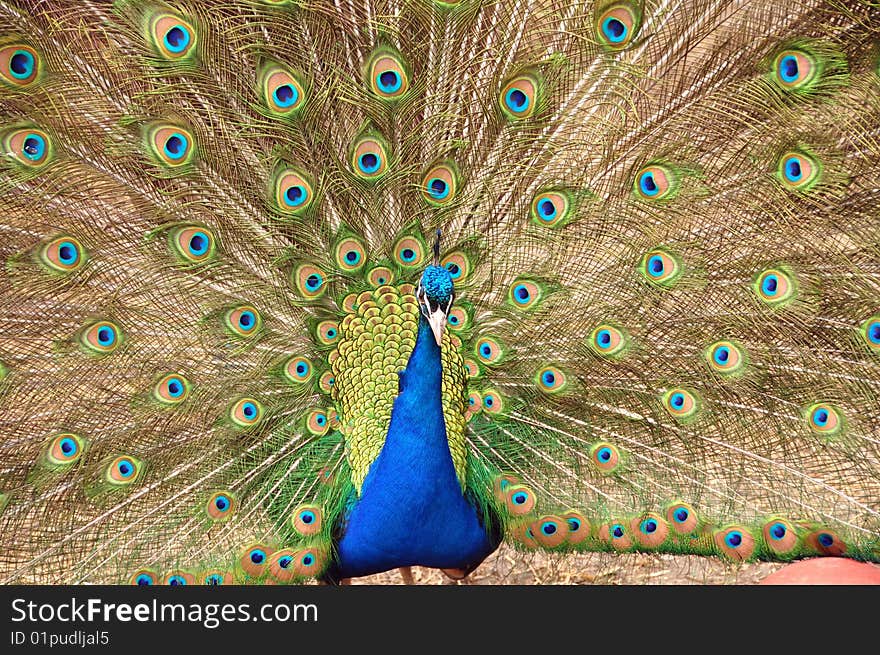 Peacock with feathers spread wide