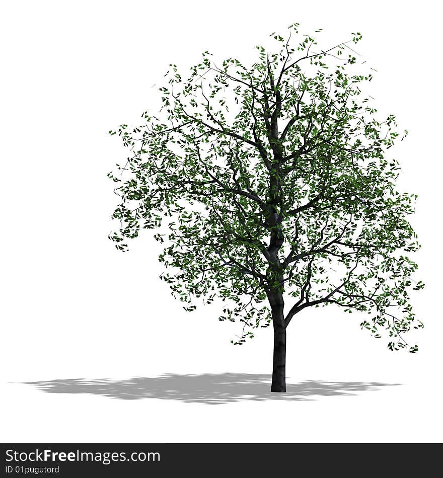 Rendering of a tree with shadow and lipping path over white