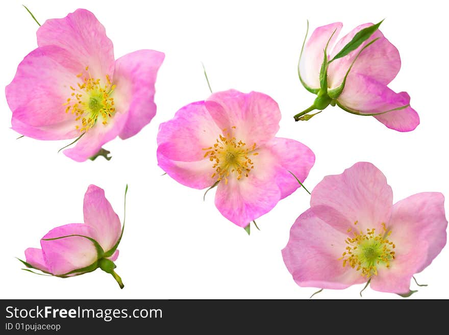 Design from pink flowers isolated over white