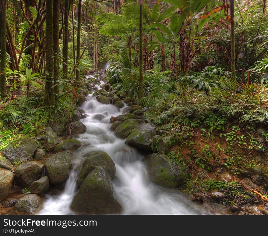 A small river flowing through a tropical forest.