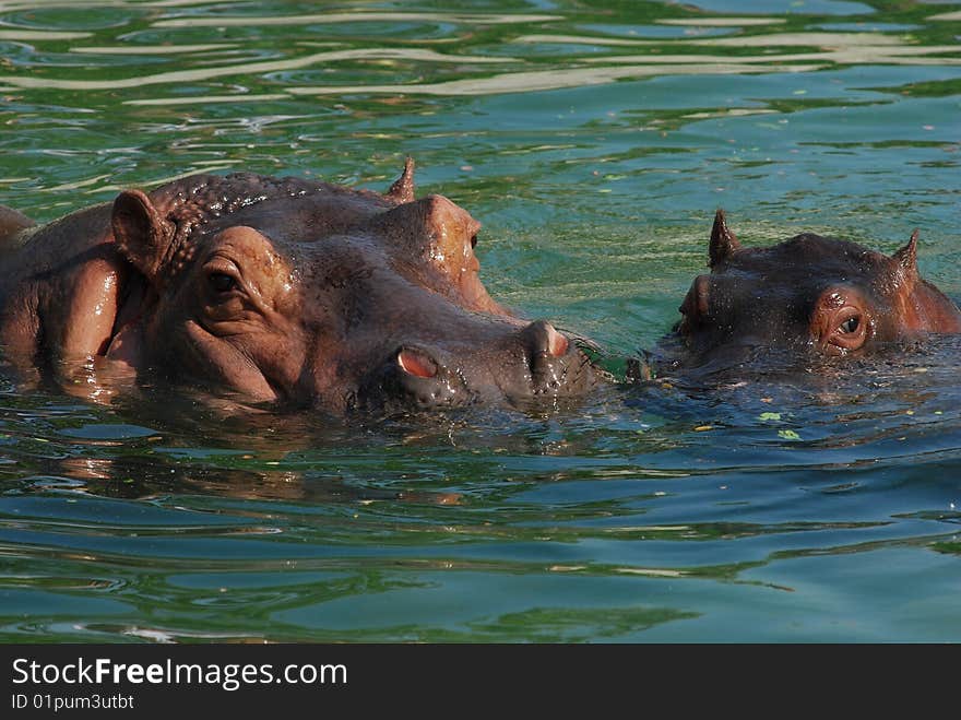 A little hippo was playing with its mother in the water. A little hippo was playing with its mother in the water.