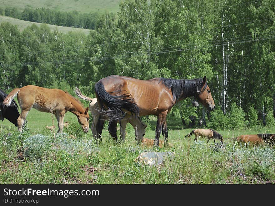 Horses in mountains