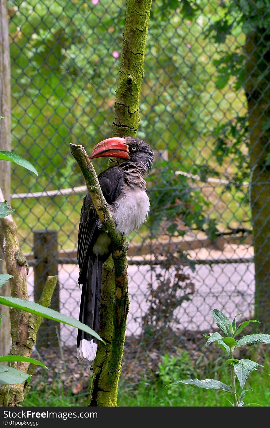 Tropical Bird