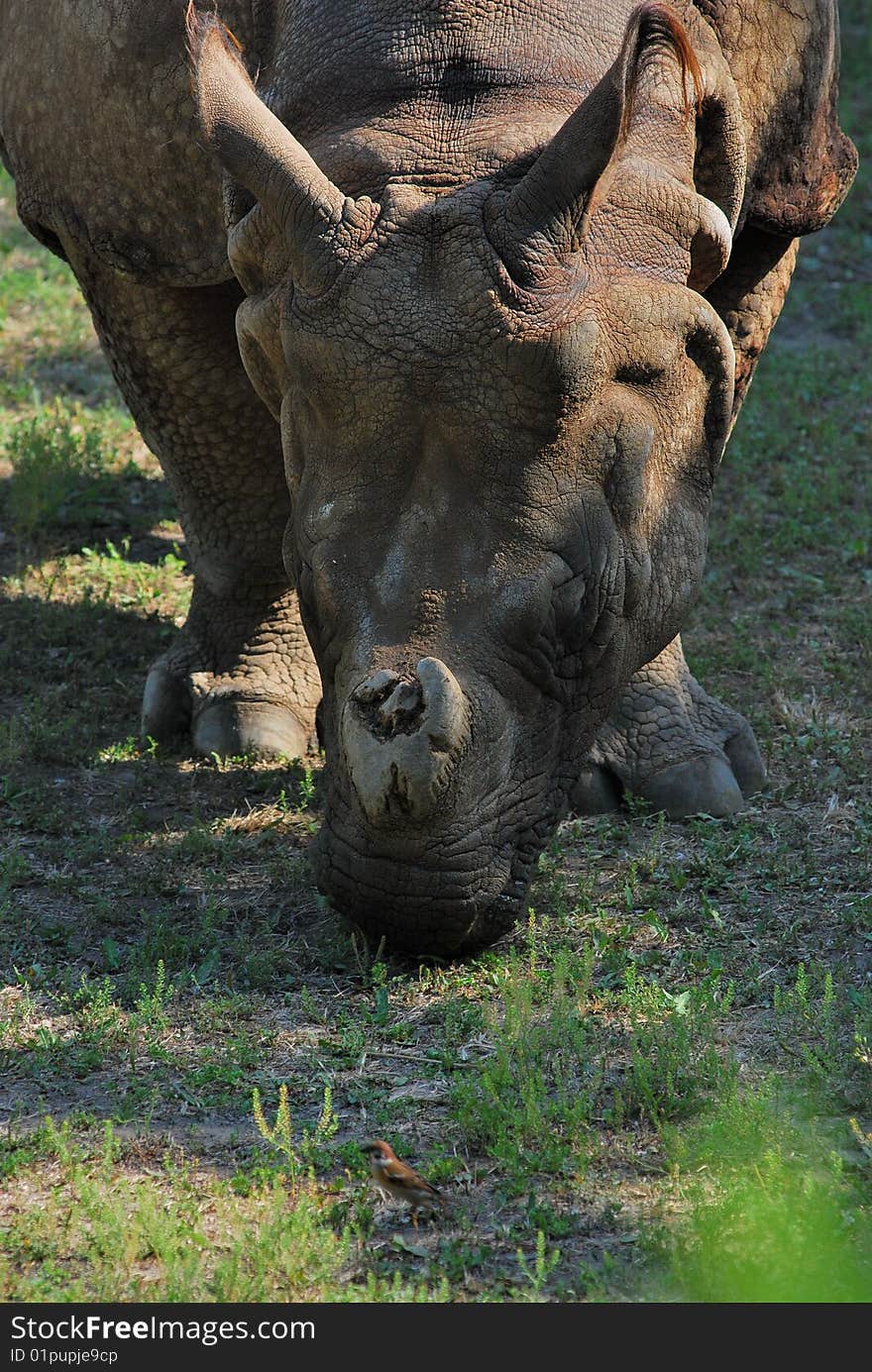 A rhino was concentrate on gnawing the grass, totally not looking at a little Sparrow passing. A rhino was concentrate on gnawing the grass, totally not looking at a little Sparrow passing.