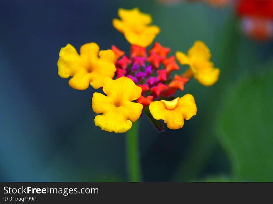 Yellow and Red and Purple flower set growing naturally together. All the colors pop and work together well. Yellow and Red and Purple flower set growing naturally together. All the colors pop and work together well.