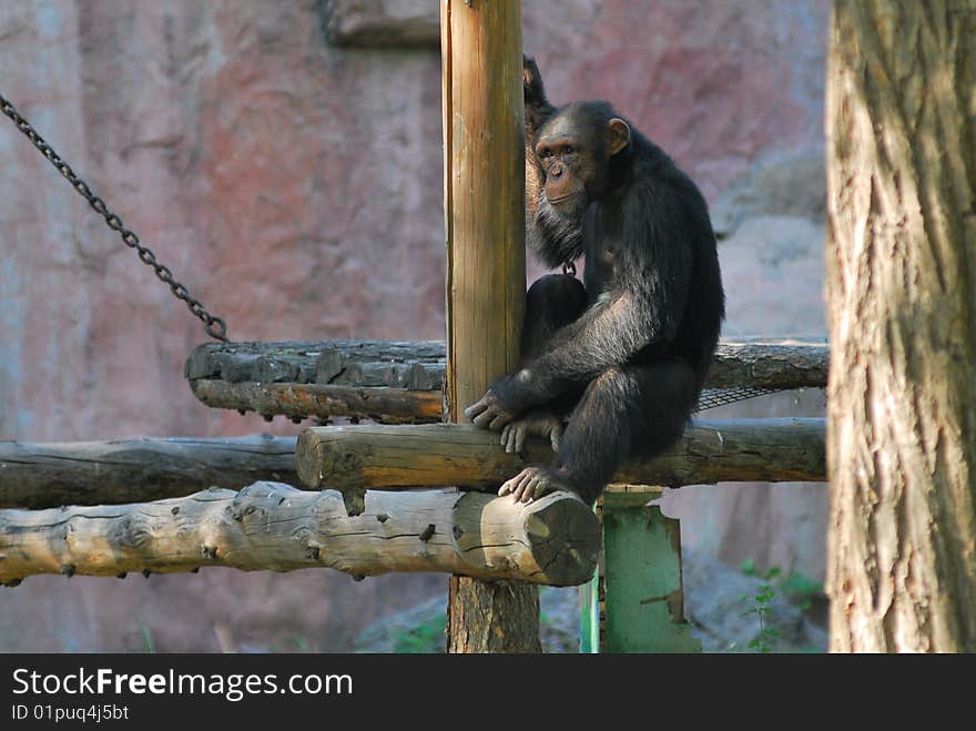 A lonely chimpanzee was sitting on the wood, it seems to memory its past time.