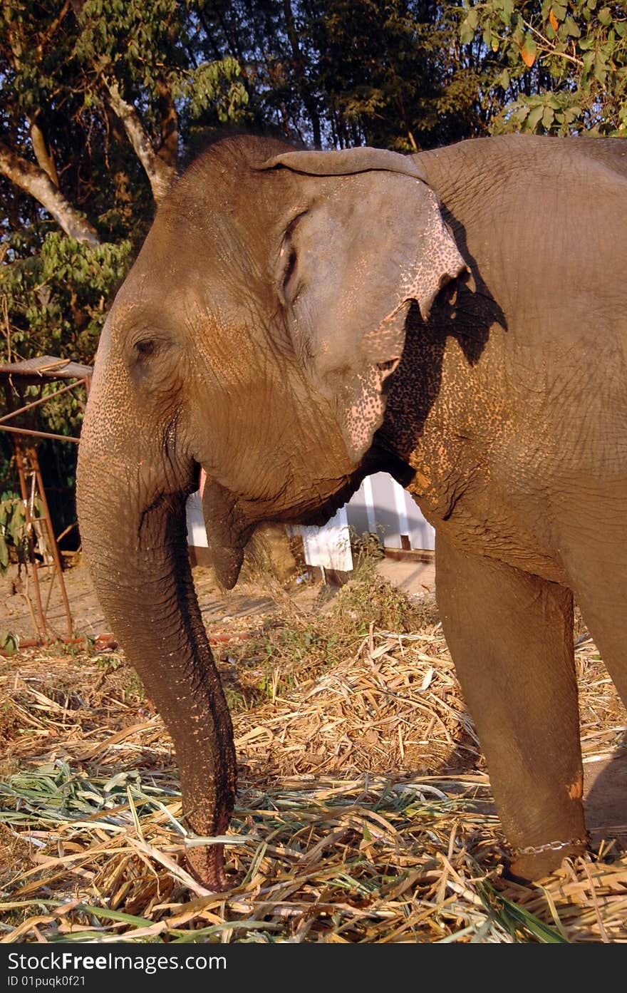 Elephant Eats Hay.