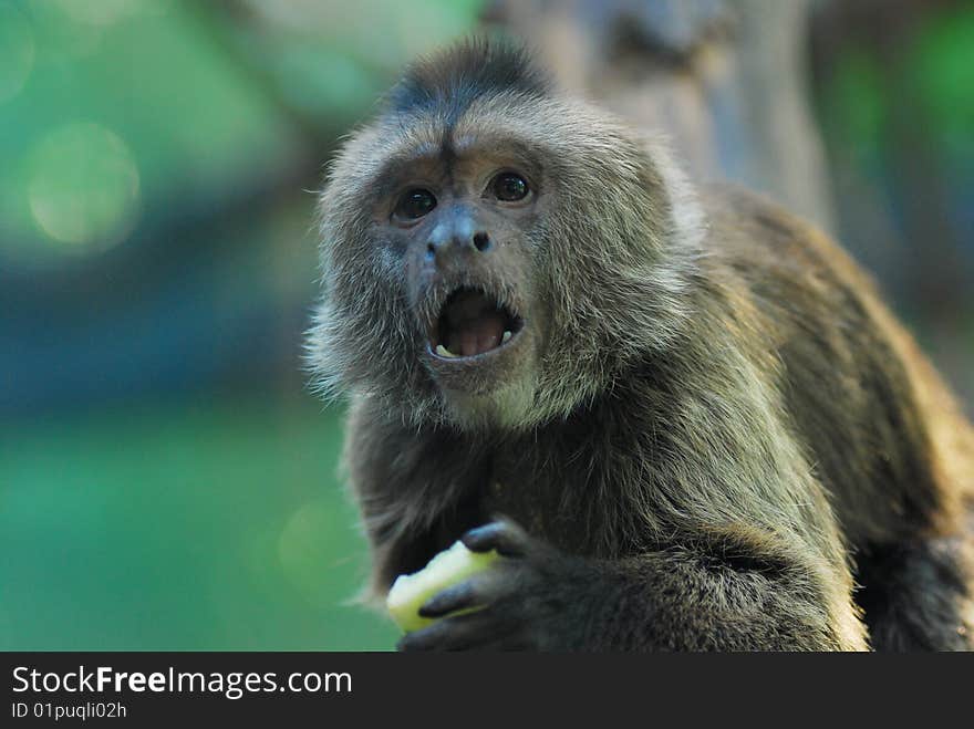 A monkey was enjoying its lunch.