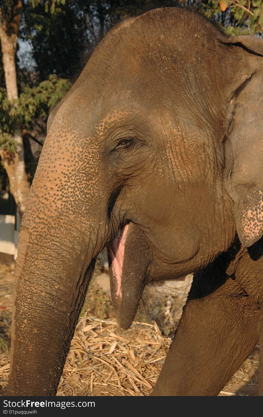 Head of an elephant. Thailand.