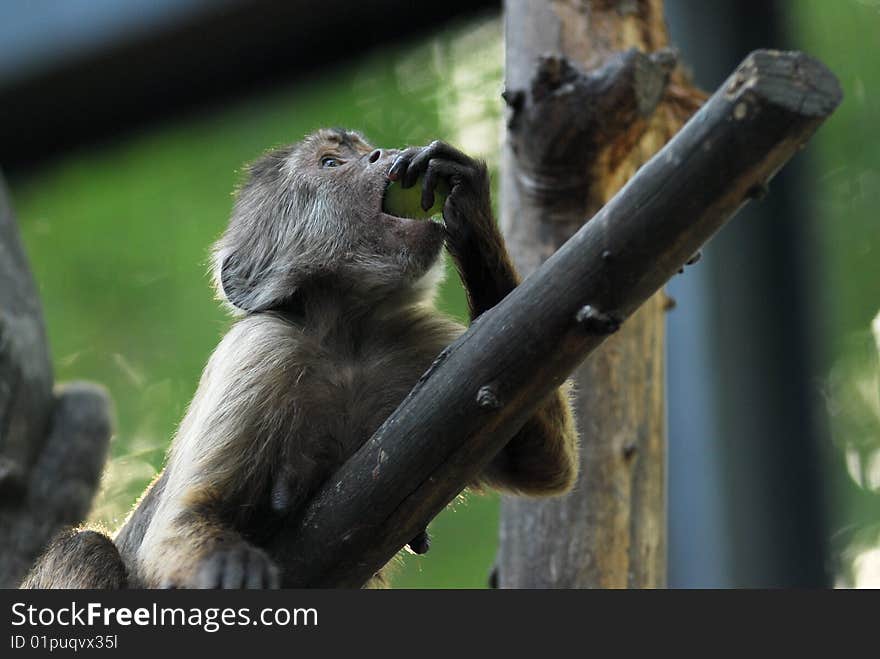 A monkey was enjoying its lunch. A monkey was enjoying its lunch.