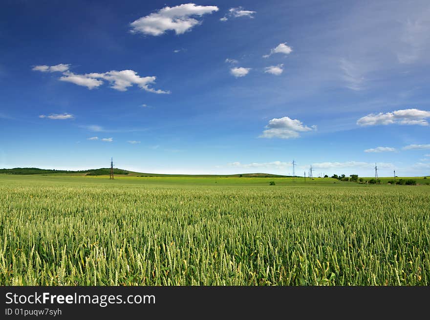 Wheat Field and deep blue sky