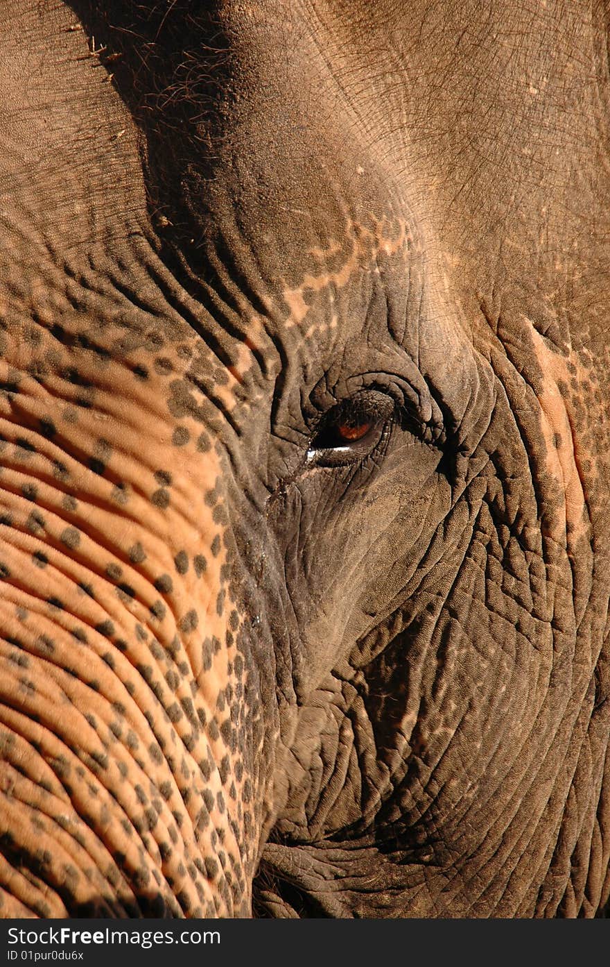 Head of an elephant. Thailand.