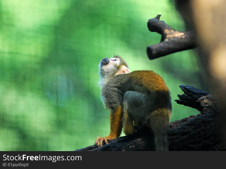 Little Monkey_1