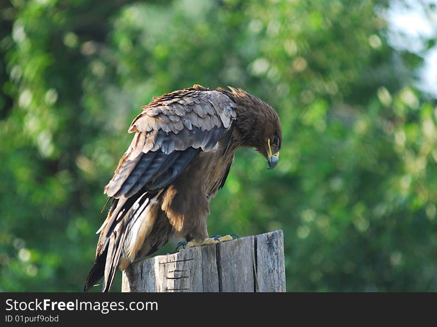 A hawk, named northern goshawk, was standing on the wood, bowing its head. A hawk, named northern goshawk, was standing on the wood, bowing its head.