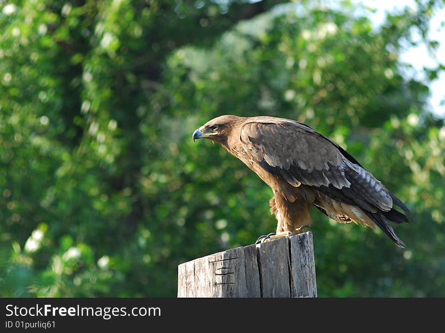 A hawk, named northern goshawk, was standing on the wood, staring something. A hawk, named northern goshawk, was standing on the wood, staring something.