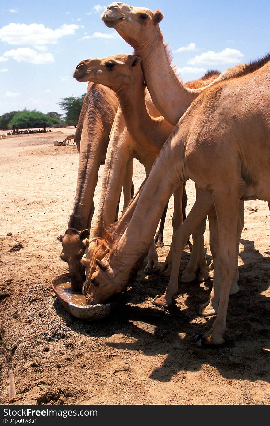 Dromedaries in the desert of Turkana (Kenya). Dromedaries in the desert of Turkana (Kenya)